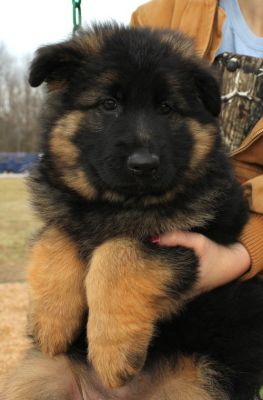 German Shepherd Dog Puppies for Sale