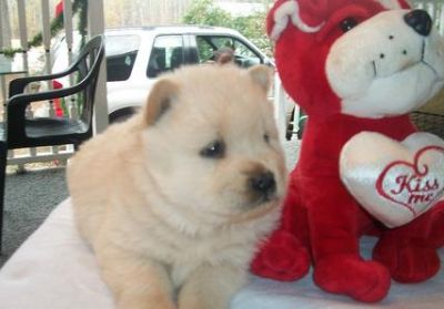 Charming Chow Chow Puppies For Sale
