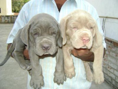 Gorgeous Mastiff Puppies For  Adoption