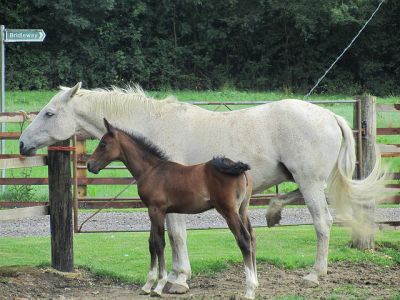 CUTE AND LOVE FRIESAN HORSES FOR ADOPTION