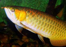 Top Quality super red arowanas fish and many others fish for sale