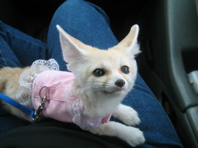 home trained fennec fox available