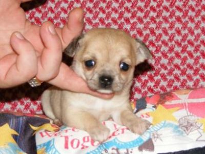 A KC Chihuahua Puppy for sale