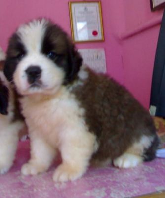 Pretty saint Bernard Puppies for Adoption