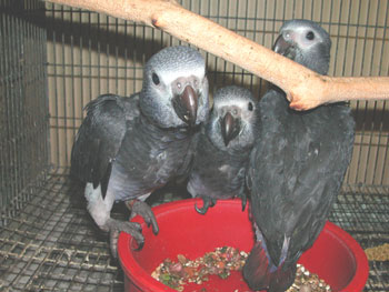 Hand reared baby Blue and Gold macaws ready now! 