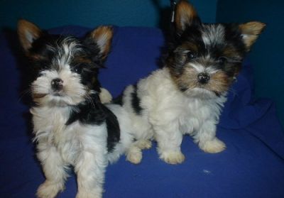 Yorkshire Terrier  puppies 