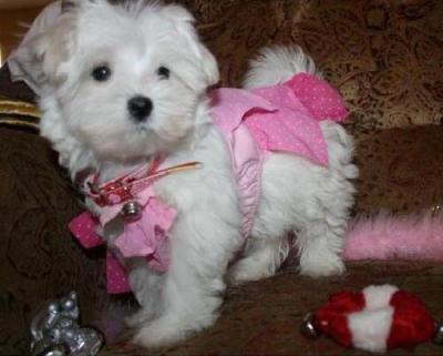 Adorable female Maltese Pup
