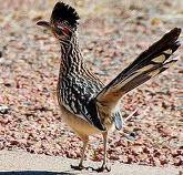 nice lovely roadrunners  bird for sale
