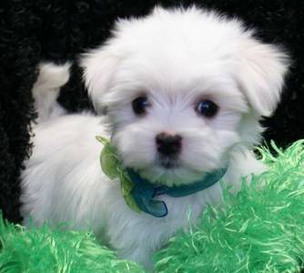 Supper Pocket's Maltese Teacup Puppies