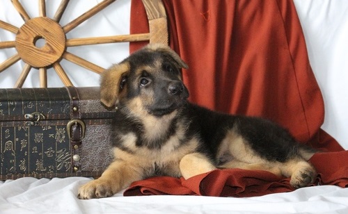 Pure Bloodline German Shepherd Puppies Available
