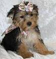 Healthy yorkie puppies for new homes