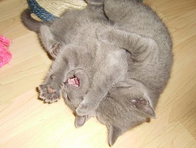 Affectionate Male and Female British shorthair kittens Available