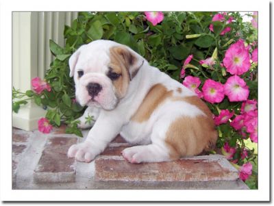 Adorable english bulldog puppies 