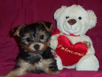 Succulent and most intelligent yorkies for adoption.170