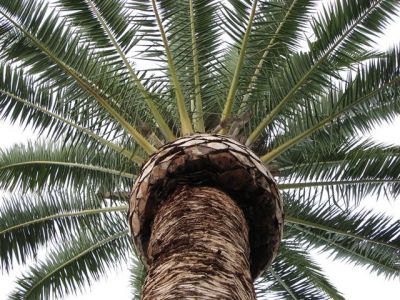 tree removal Sydney, lopping trees Sydney ,removing trees castle hill, tree service baulkham hills, 