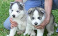Cute and lovely looking siberian husky puppies