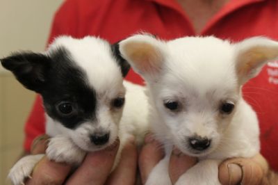 Pedigree Chihuahua Puppies, Both, 1-3