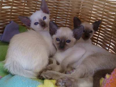 Siamese Kittens Bred By Oramor