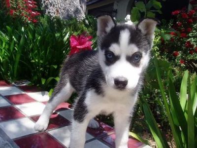 Siberian Husky puppies for free adoption
