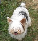 Home raised Yorkshire Terrier puppies available for good home