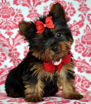 tea cup yorkie puppes for sale