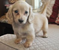   Dachshund Puppies