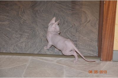 Cute male and female Sphynx kittens for adoption.