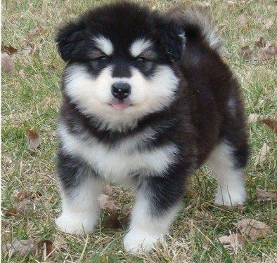 AKC Blue Eyed Siberian Husky puppies
