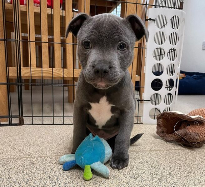 Blue English Staffordshire Bull Terrier Puppies – Raised in Family Home