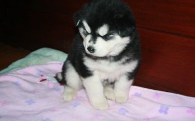 Cute Male and Female Siberian Husky Puppies for Sale...