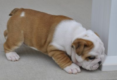 bulldog puppies for hoem adoption