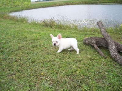 French bull dog puppies