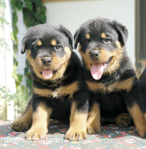 Rottweiler Puppies Available