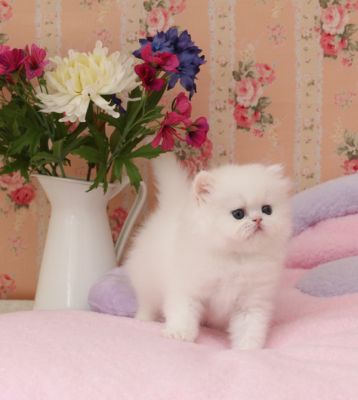 Lovely white persian kitten for sale