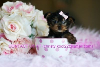 Home Raised Male and Female Teacup Yorkie Puppies for adoption