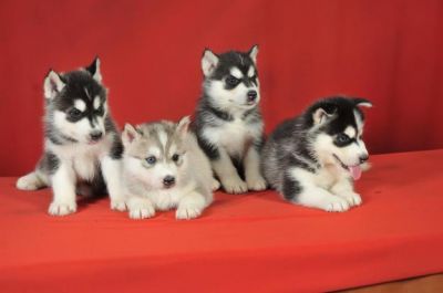 Affectionate Siberian Husky Puppies For Adoption