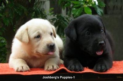 Labrador Retriever Puppies for adoption