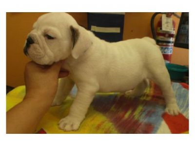 White English Bulldog Puppies