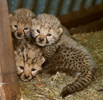 We have lovely and adorable males and females cheetah cubs for sale to any loving and caring homes