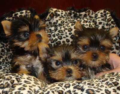 Tea  Cup Yorkie Puppies FOr FRee......