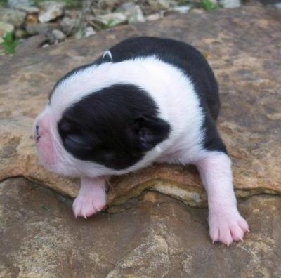 Boston Terrier Puppies for Sale