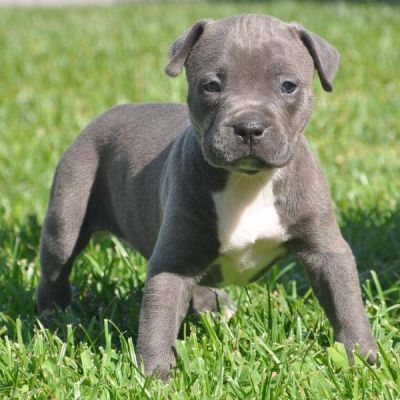 Blue Nose American Pups