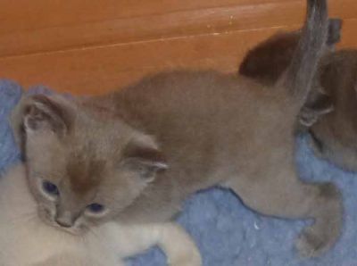 Burmese kittens Available