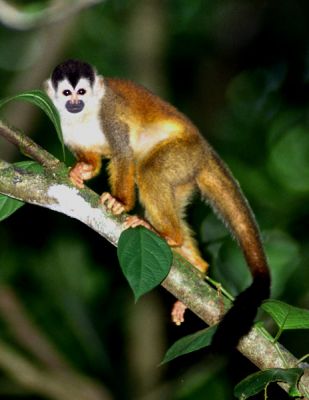 cut squirrel monkeys