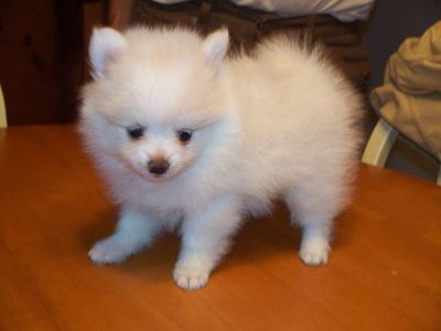 X-Mas Pomeranian Puppies Still Available