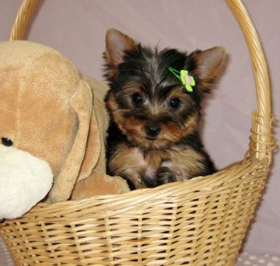 Yorky south ready to join for adoption