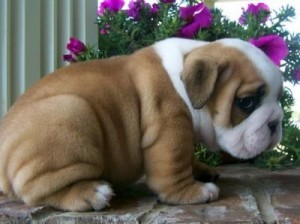 Healthy Adorable English Bulldog Puppies For sale