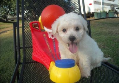 Adorable Bichon Frise Puppies for Sale.