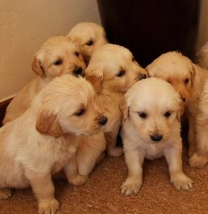 GOLDEN pups are excellent