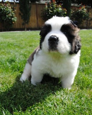 Cute Home Raised Saint Benard Puppies For Homes